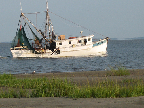 Palmetto Island Shrimp Boat