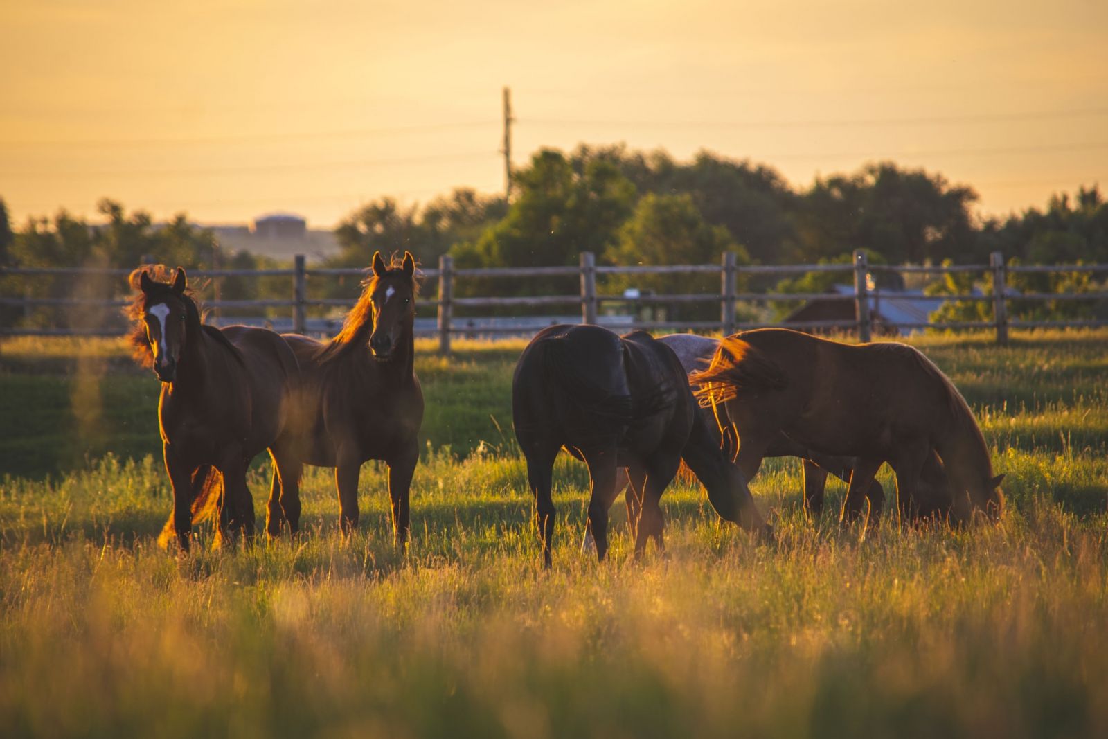 Farms & Ranches, Horses