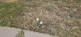 Small Photo